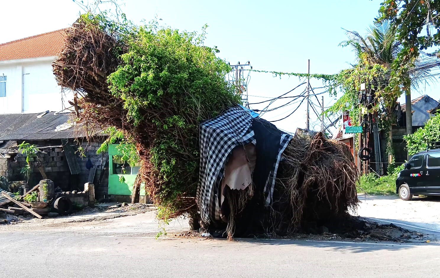 TUBANG DITERJANG ANGIN - Seberapa pun kuatnya akar pohon, jika diterjang hujan sangat lebat dan angin kencang pasti bakal tumbang juga. Itu pula yang terjadi pada pohon beringin besar di Jalan Padang Galak, Kesiman Petilan, Denpasar, Timur, yang kini teronggok menunggu rantingnya tumbuh kembali. (BIG.com/doflank)