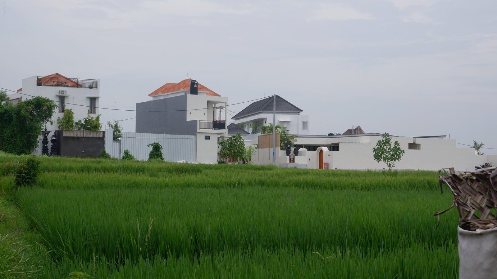 BAKAL JADI ‘’HUTAN BETON’’ - Padi menghijau di lahan sawah di Desa Munggu, Mengwi, Badung, ini lambat-laun Bisa saja berubah menjadi ‘’hutan beton’’ atau bangunan vila dan rumah mewah jika Pemkab Badung tidak segera mengendalikannya. Kecenderungan sekarang, banyak warga yang menjual sawah karena untuk bertahan menjadi petani sangatlah berat. Di samping memerlukan tenaga esktra, juga perlu biaya tinggi dan waktu lama. Hasilnya pun tak sebanding dengan pengorbanan yang dikeluarkan. Kalau sekarang, jual secutak tanah saja bisa dapat duit miliaran rupiah. (BIG.com/ist)