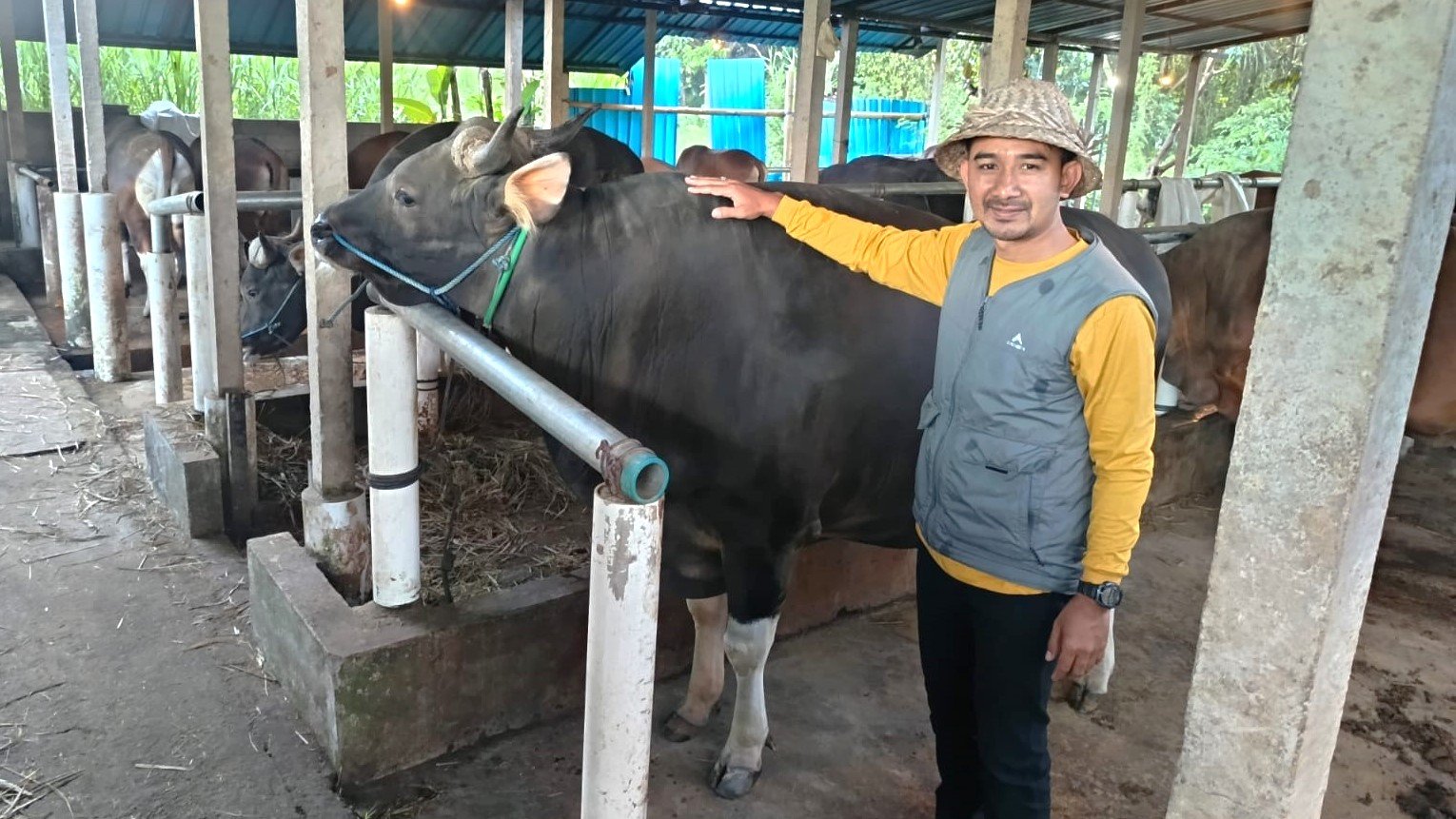 Minggu--Sapi1