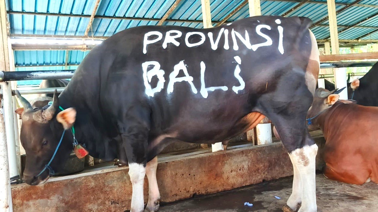 Minggu--sapi