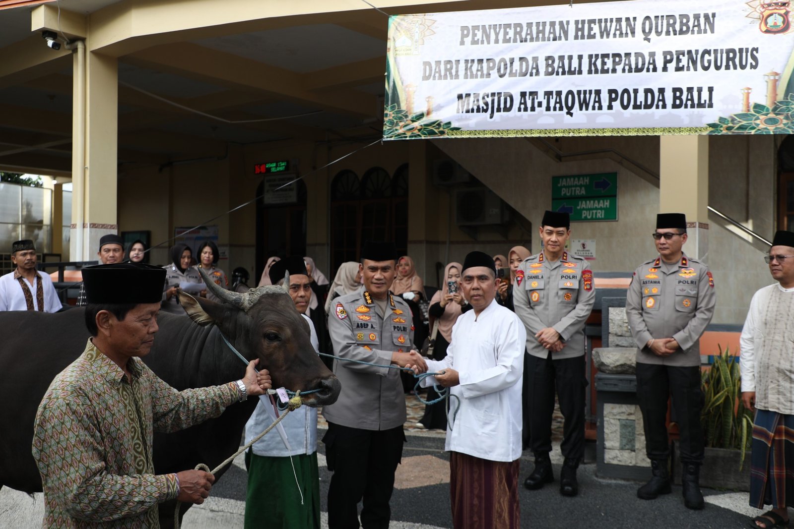 Selasa--sapi1