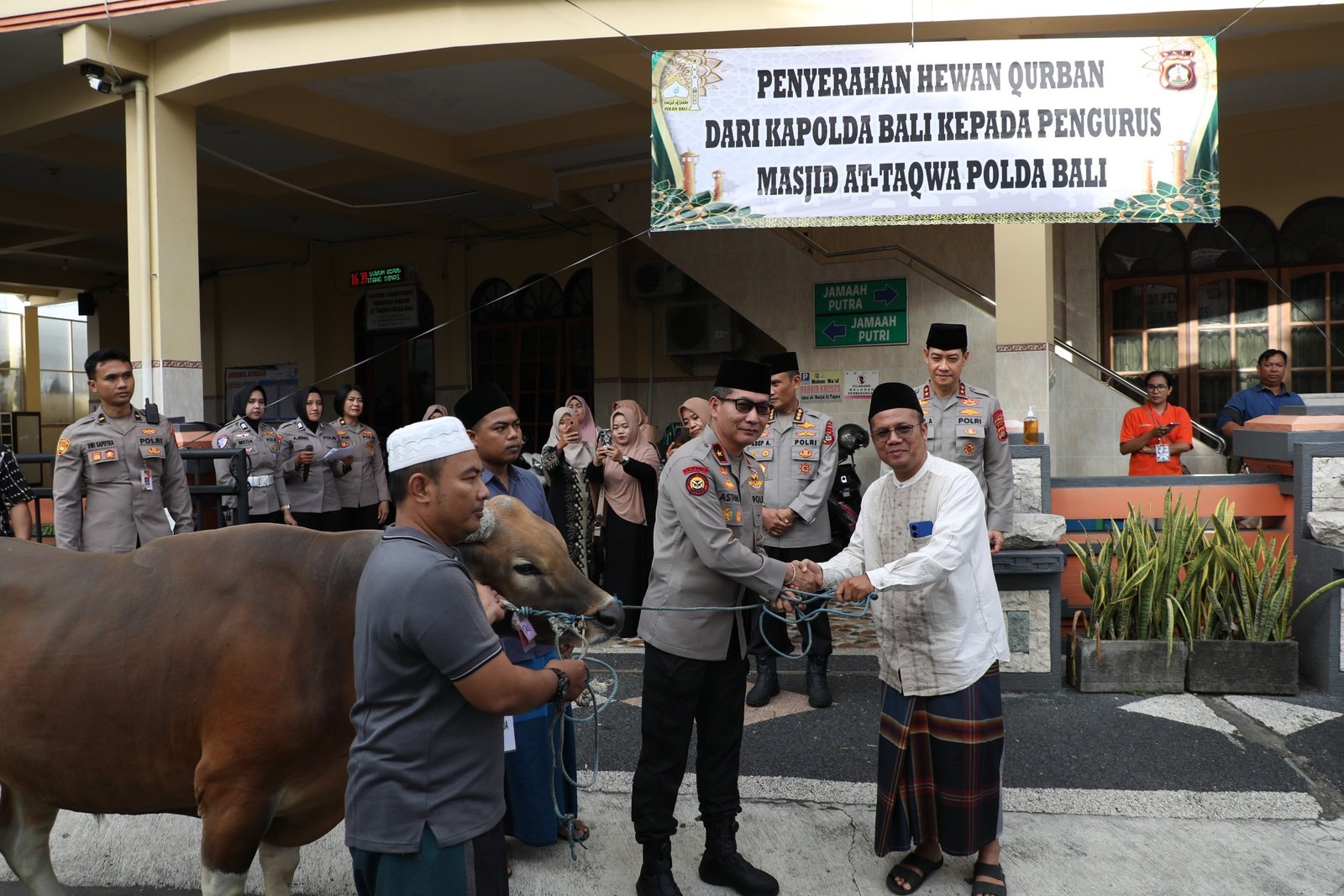 Selasa--sapi2