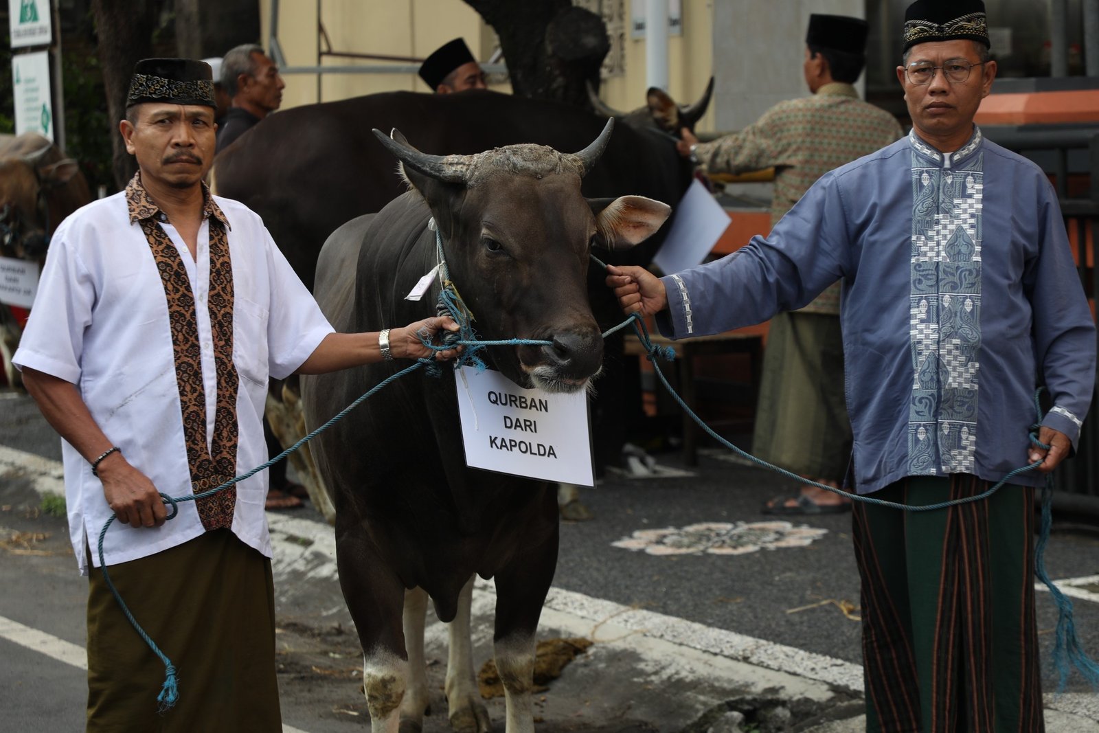 Selasa-sapi4