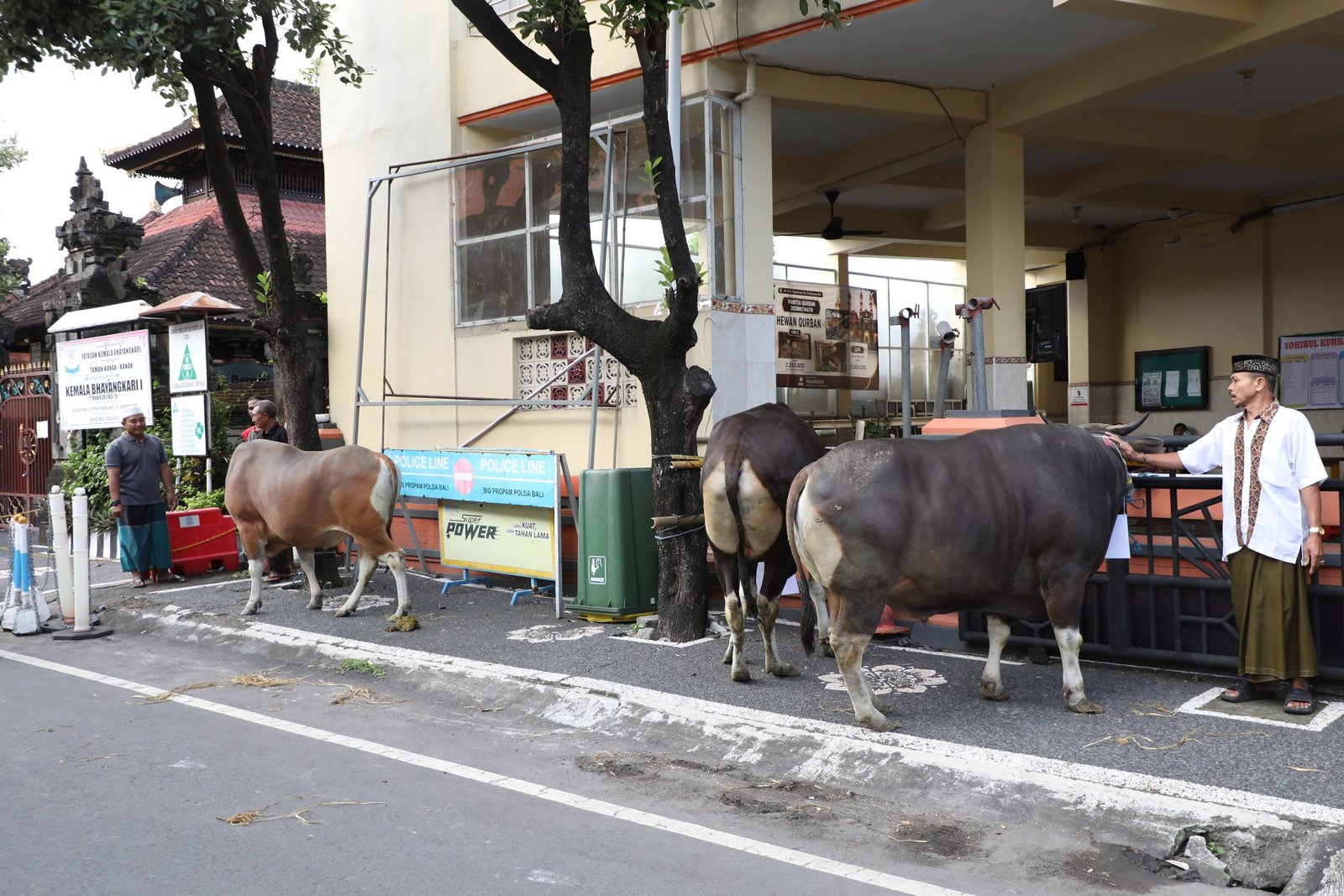 Selasa--sapi5