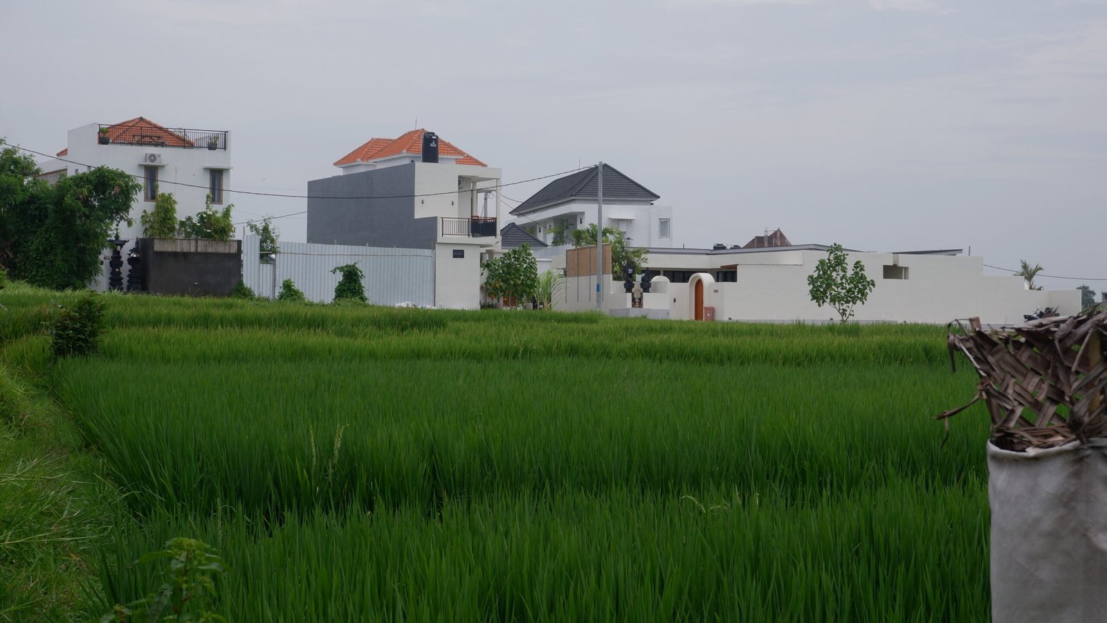 Rabu--tani4