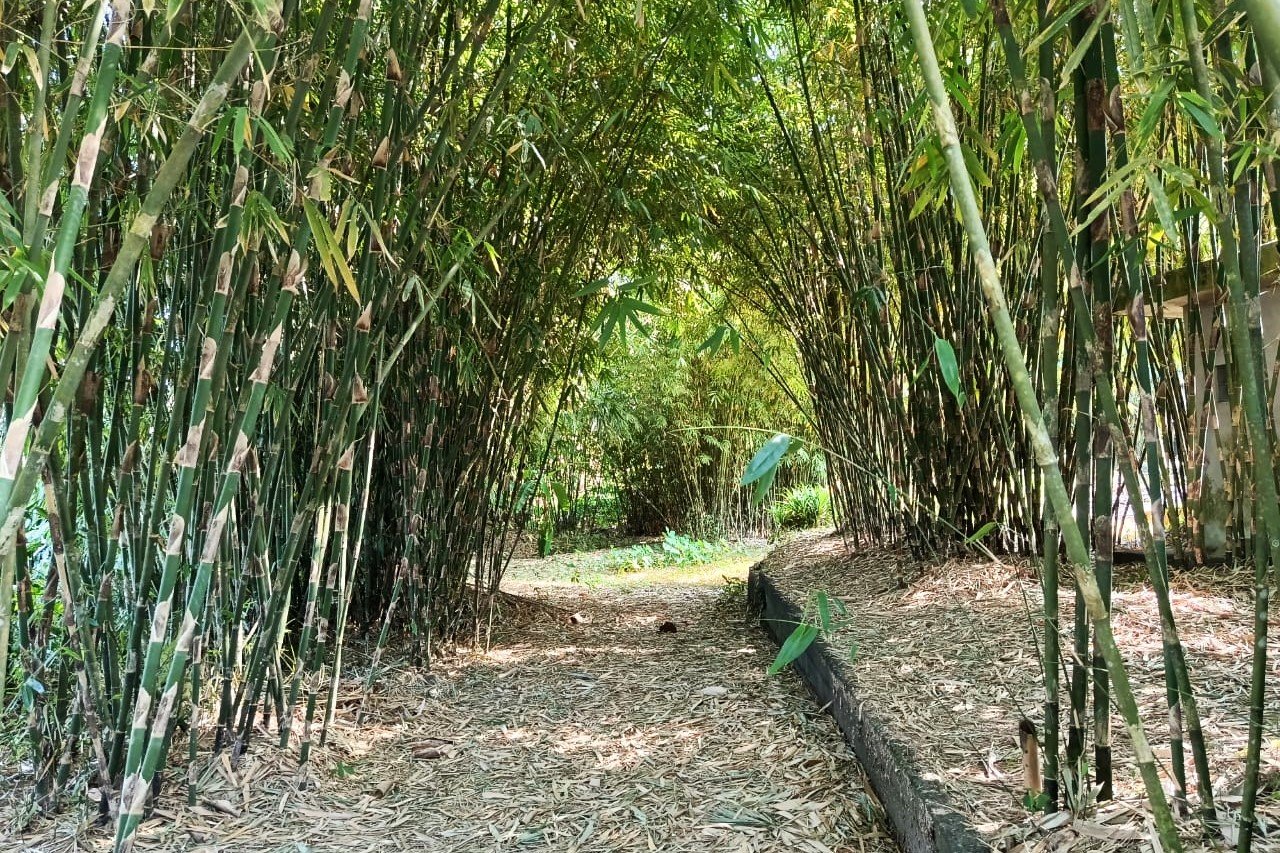 Minggu--bambu