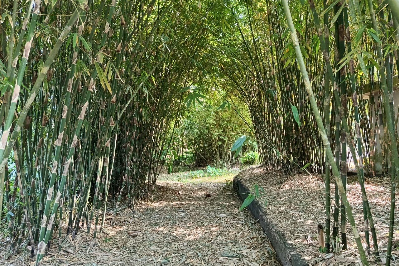 Minggu--bambu4