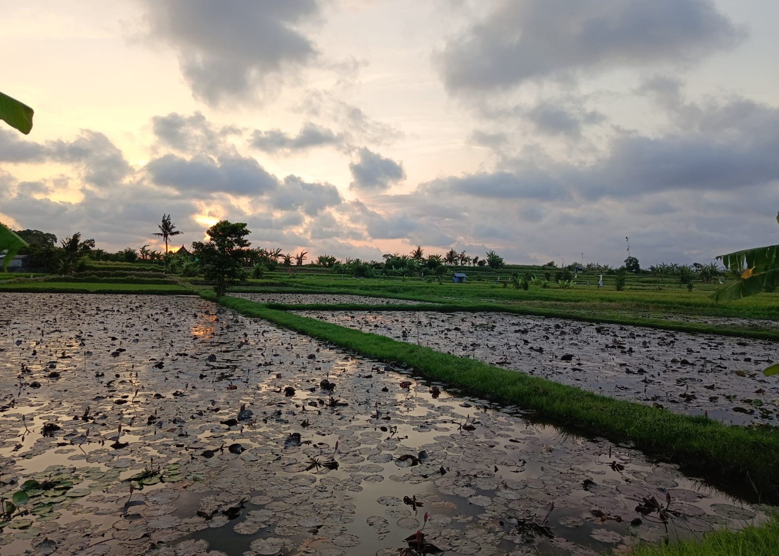 Senin--subak2